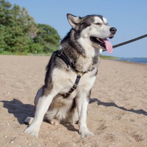 Шлея из черной кожи для дрессировки маламута «Daily Walk»
